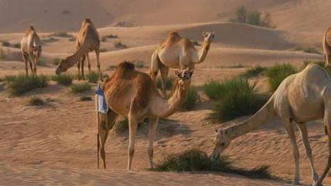 Camels eating hay UAE
