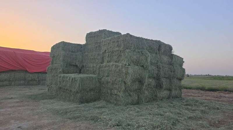Hay Products UAE