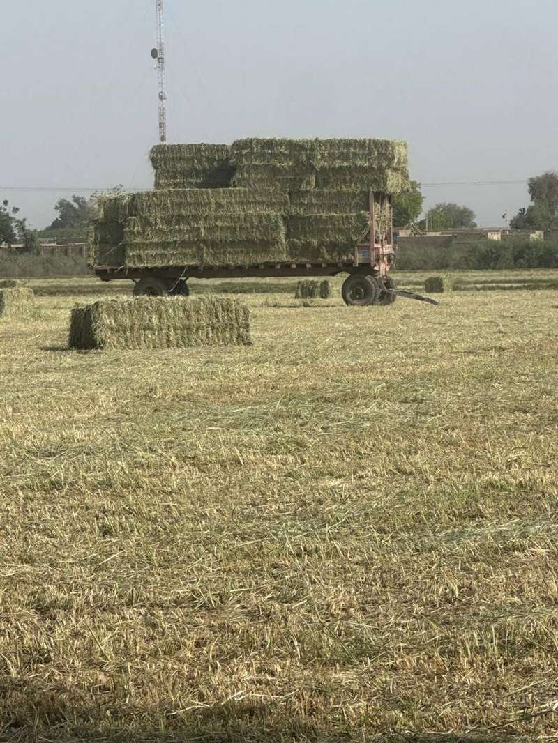Zawiah hay transport on the road