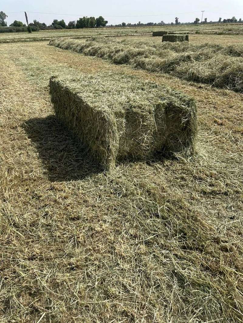 Zawiah hay bales in field