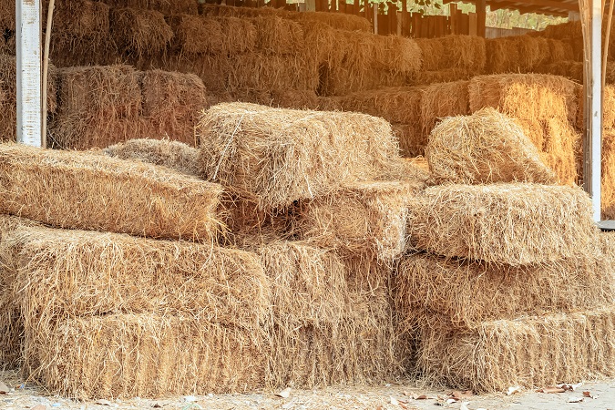 Piled stacks of dry straw collected for animal feed. Dry baled h